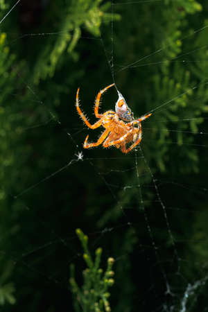 Araneus diadematus on its web eating a ladybug, coccinella magnifica in spring in Palencia, Spainの写真素材