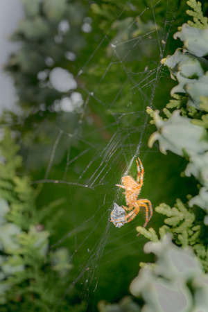 Araneus diadematus on its web eating a ladybug, coccinella magnifica in spring in Palencia, Spainの写真素材