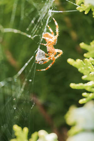 Araneus diadematus on its web eating a ladybug, coccinella magnifica in spring in Palencia, Spainの写真素材
