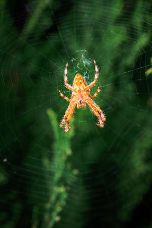 ventral view of european garden spider, Araneus diadematus, on its orb web waiting for a preyの写真素材