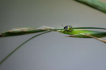small green beetle, nezara viridula mid instar nymph, walking on a leaf, in Palencia, Spainの写真素材