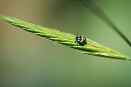small green beetle, nezara viridula mid instar nymph, walking on a leaf, in Palencia, Spainの写真素材