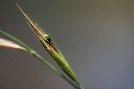 small green beetle, nezara viridula mid instar nymph, walking on a leaf, in Palencia, Spainの写真素材
