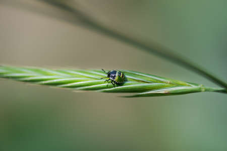 small green beetle, nezara viridula mid instar nymph, walking on a leaf, in Palencia, Spainの写真素材
