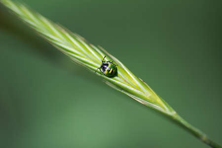 small green beetle, nezara viridula mid instar nymph, walking on a leaf, in Palencia, Spainの写真素材