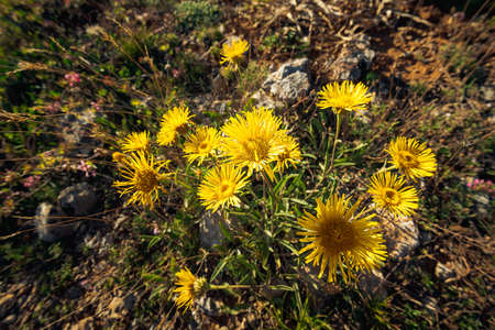 bunch of yellow flowers, Inula helenium, an ancient herbal medicine, in the mountains of palencia, spain, on a sunny summer dayの写真素材