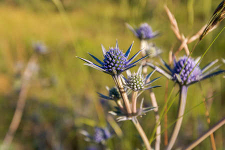 pretty blue purple wild flower, eryngium bourgatii, flowering in summer in Palencia, Spain. Macro photography.の写真素材