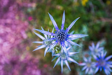 pretty blue purple wild flower, eryngium bourgatii, flowering in summer in Palencia, Spain. Macro photography.の写真素材