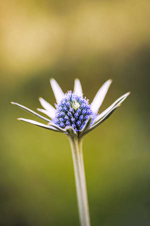 pretty blue purple wild flower, eryngium bourgatii, flowering in summer in Palencia, Spain. Macro photography.の写真素材