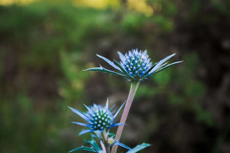 pretty blue purple wild flower, eryngium bourgatii, flowering in summer in Palencia, Spain. Macro photography.の写真素材