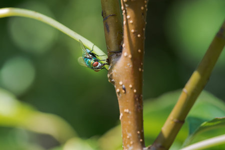 common green bottle fly, Lucilia sericata, resting in a plant in summer. Palencia, Spain.