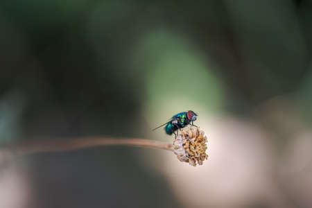 common green bottle fly, Lucilia sericata, resting in a plant in summer. Palencia, Spain.の写真素材