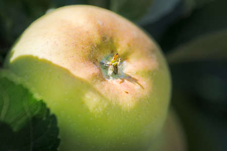 ecologic golden green apple grown in home garden, toxic free. Palencia, Spainの写真素材