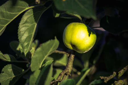 ecologic golden green apple grown in home garden, toxic free. Palencia, Spainの写真素材