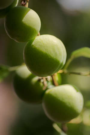 unripe conference pears hanging on a home garden tree in summer. Palencia, Spain.の写真素材