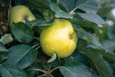 Apple tree. Reinette apple tree with abundance of ripening apples. Spain.の写真素材