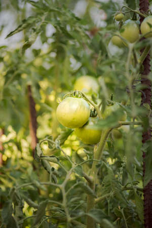 ecologic green tomatoes growing in a home garden. Palencia, Spain.の写真素材