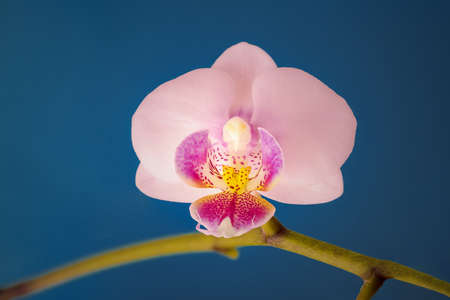 violet purple doritaenopsis orchid isolated against solid blue background. Hybrid phalaenopsisの写真素材