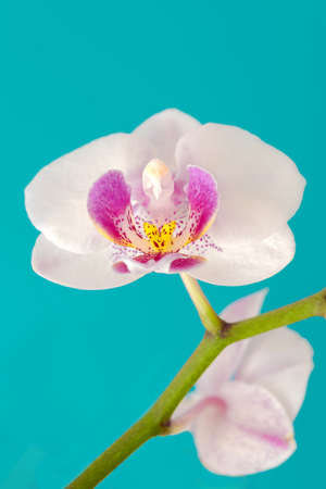 isolated white phalaenopsis orchid flower against solid cyan background. Decorative flower.の写真素材