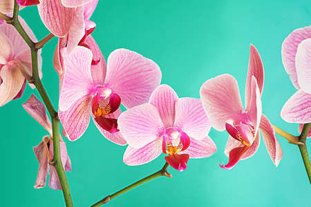 bunch of violet purple doritaenopsis orchid against solid cyan background. Hybrid phalaenopsisの写真素材