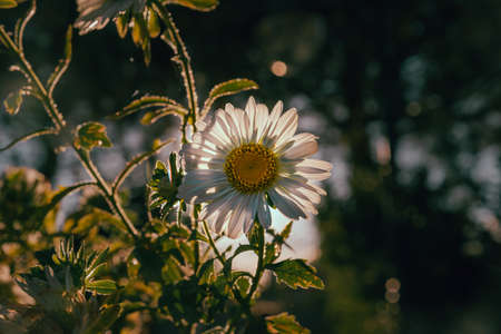 white flower, daisy or Bellis perennis, on a summer sunny day. Palencia, Spainの写真素材