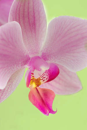 details of the labellum and column of a doritaenopsis orchid. Hybrid phalaenopsisの写真素材