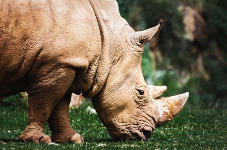 close up of a white rhinoceros feeding with grassの写真素材