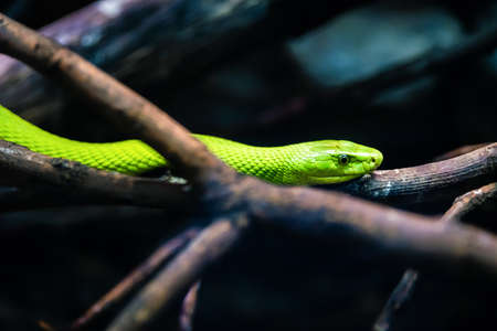 portrait of a green garden snake on a log with blue background. At the zoo.の写真素材