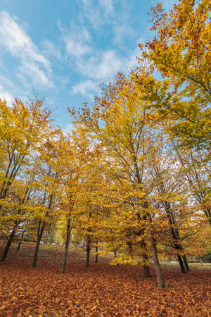 Autumn colors, trees with yellow leavesの写真素材