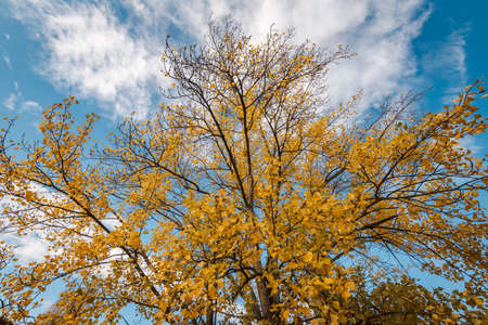 Autumn colors, trees with yellow leavesの写真素材