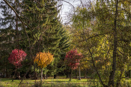 Autumn colors, trees with red leavesの写真素材