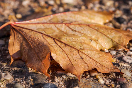 dry fallen leave in a quiet park in an autumn afternoonの写真素材