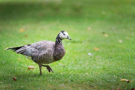 black and white duck, Barnacle goose, Branta leucopsis, single feral goose on grassの写真素材