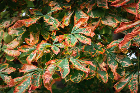 leaves changing colors in autumn, red, orange, yellow colors and detailsの写真素材