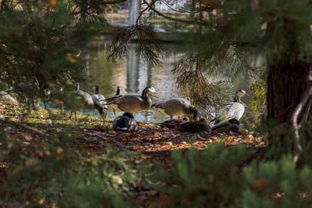 group of black and white ducks, Barnacle goose, Branta leucopsis, resting on the grass, Spainの写真素材