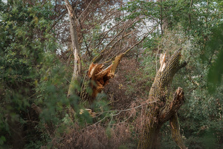 fallen and broken trees in a park after a storm. Palencia, Spain