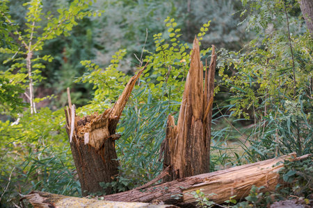 fallen and broken trees in a park after a storm. Palencia, Spain
