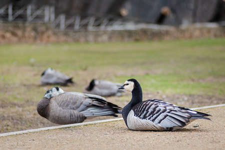 black and white duck, Barnacle goose, Branta leucopsis, single feral goose resting on the grass, Spainの写真素材