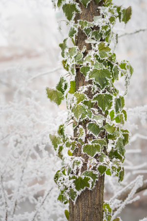 green tree leaves covered by frost and rime during a winter stormの写真素材