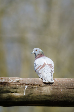 common domestic pigeon watching its surroundingsの写真素材