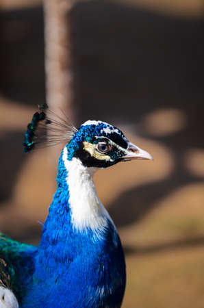 portrait of a beautiful blue peacock, indian peafowl or common peafowl in captivity. Spainの写真素材