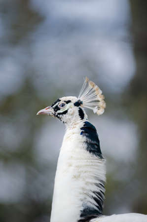 portrait of a beautiful black and white male peacock, indian peafowl or common peafowl in captivity. Spainの写真素材