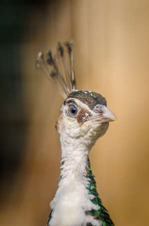 Close up of beautiful peahen in captivity at the zoo. Female peacock. Spainの写真素材