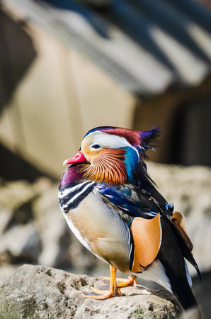 portrait of a colorful male mandarin duck, aix galericulata, resting over a stoneの写真素材