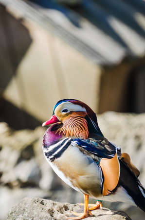 portrait of a colorful male mandarin duck, aix galericulata, resting over a stoneの写真素材