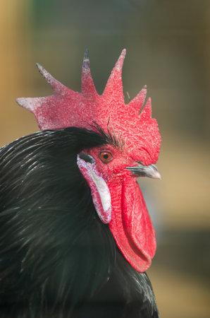 lateral portrait of a rooster with black feathers and red crest and eyeの写真素材