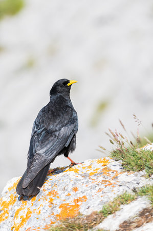 An Alpine chough, Pyrrhocorax graculus or chova piquigualda, a black bird of the crow family, in the mountains of fuente de, cantabria, north of spain in summerの写真素材