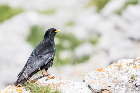 An Alpine chough, Pyrrhocorax graculus or chova piquigualda, a black bird of the crow family, in the mountains of fuente de, cantabria, north of spain in summerの写真素材