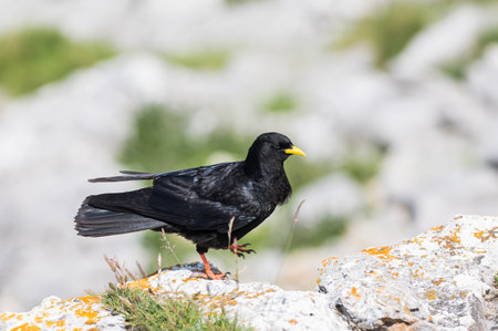 An Alpine chough, Pyrrhocorax graculus or chova piquigualda, a black bird of the crow family, in the mountains of fuente de, cantabria, north of spain in summerの写真素材