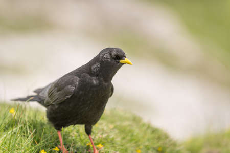 An Alpine chough, Pyrrhocorax graculus or chova piquigualda, a black bird of the crow family, in the mountains of fuente de, cantabria, north of spain in summerの写真素材